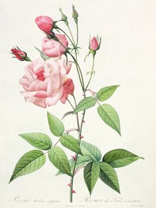 Rosa Indica Vulgaris, gegraveerd door Bessin, uit 